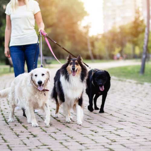 Websites for Dog Walkers and Pet Sitters | Business Websites